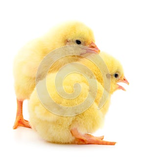 Two yellow chicks