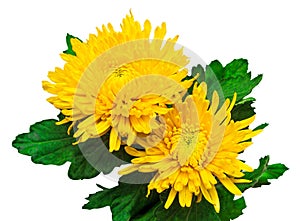 Two yellow chrysanthemum flower