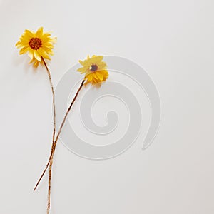 Two yellow Chrysanthemums with dry branch.