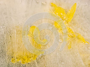 Two yellow chrysanthemums on ice