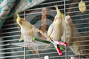 Two yellow cockatiels