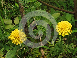 Two Yellow color Tagetes erecta, Marigold flower plant.(Selective focus)