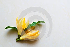 Two yellow colored plucked flowers with leaves on surface with white background.