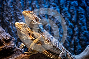 Two yellow colorful bearded dragons in a vivarium