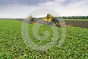 Two yellow combine harvesters harvest of sugar photo