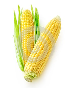 Two yellow corn cobs isolated on white