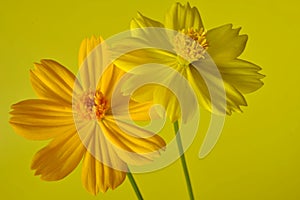 Two yellow Cosmos flowers