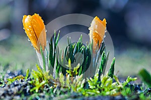 Two yellow crocuses in drops of water on a blue background