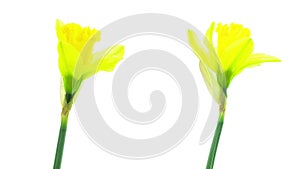 Two yellow daffodil flowers blooming timelapse