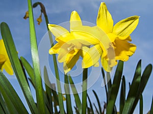 Two yellow daffodils against blue