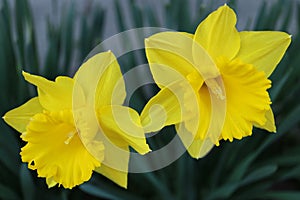 Two Yellow Daffodils With Delicate Petals In The Garden