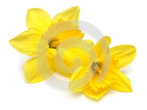 Two yellow daffodils flowers isolated on white background