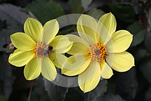 Two yellow dahlia flowers with an insect