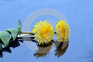 Two yellow dandelion flowers.