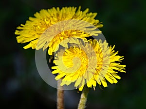 Two yellow dandelions on the deep green background close-up