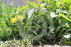 Two yellow dandelions in green grass, bright sunny spring morning