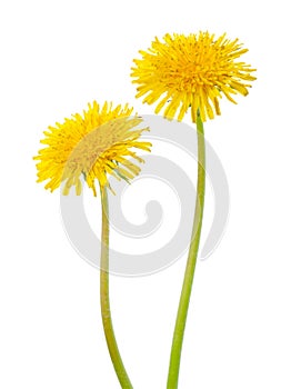 Two yellow dandelions isolated on a white background