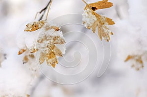 Two yellow dry leaf with snow and frozen ice nature winter