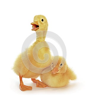 Two yellow ducklings