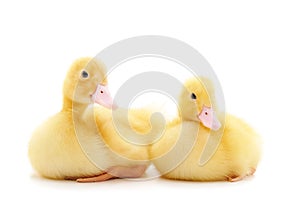 Two yellow ducklings