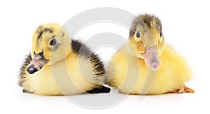 Two yellow ducklings.