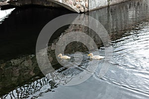 Two yellow ducklings swim in the pond