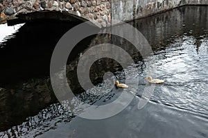 Two yellow ducklings swim in the pond