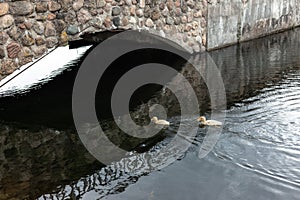 Two yellow ducklings swim in the pond