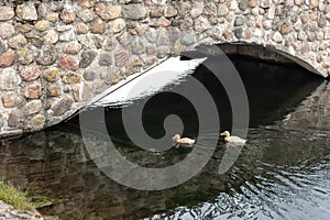 Two yellow ducklings swim in the pond