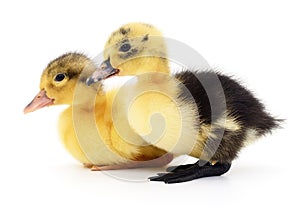 Two yellow ducklings.