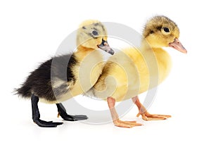 Two yellow ducklings.