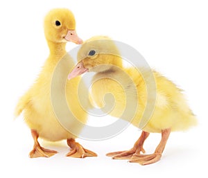 Two yellow ducklings.