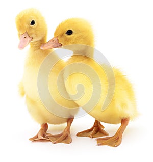 Two yellow ducklings.