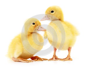 Two yellow ducklings.