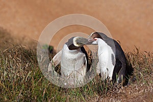 Two Yellow Eyed Penguins kissing
