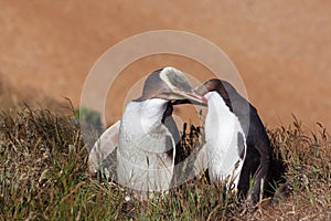 Two Yellow Eyed Penguins touching eachother