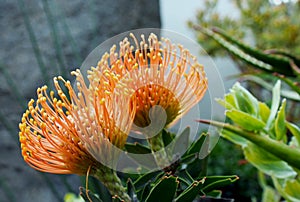 Two yellow flower of African Protea