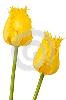 Two yellow flower of tulips, isolated on white background