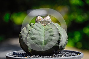 Two Yellow flower wait to bloom on the green cactus on blurred n