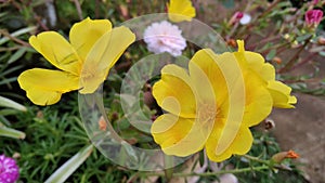 Two yellow flowers blooming simultaneously