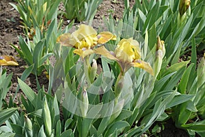 Two yellow flowers of dwarf bearded irises