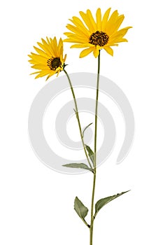 Two yellow flowers, isolated on white background