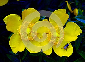 two yellow flowers on macro