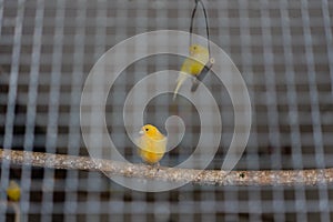 Two yellow green canary birds behind iron cage