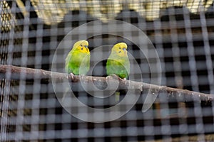 Two yellow green canary birds behind iron cage