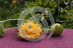 Two yellow-green patissons on a table on a pink background photo