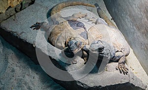 Two yellow and grey colored egyptian lizards close together on a rock, reptile friendship and bonding