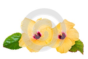 Two yellow hibiscus flowers