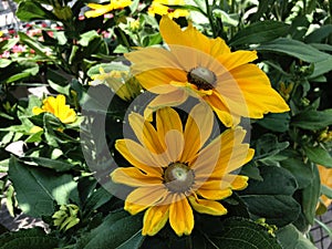 Two yellow Indian summer daisy flowers, soft background