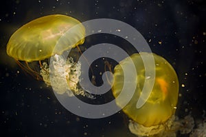 Two yellow jellyfish on black background on black background